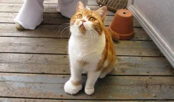 星期猫几天能看出来