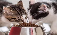 如何自己给猫做猫粮吃