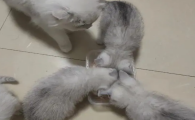 猫咪不拆线会怎么样吗
