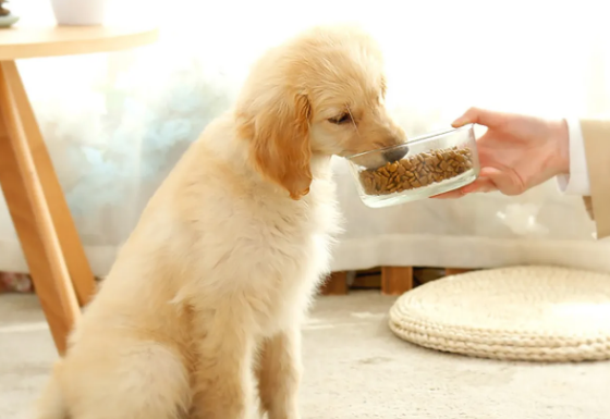 美乐狗粮多少钱 美乐狗粮多少钱
