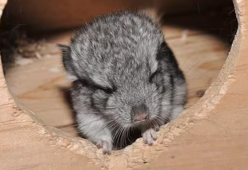 龙猫怀孕后多久不能洗澡了 龙猫怀孕后多久不能洗澡了