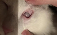 猫咪为什么眼睛会发脓呢