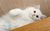 猫咪为什么发烧不退烧
