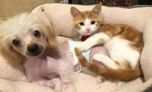 男子暂时收养流浪橘猫，不料橘猫成功讨好家里猫狗：留下它