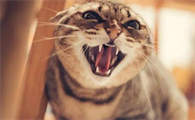 猫咪为什么低沉的吼叫呢