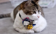猫咪为什么长的这么快