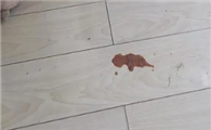 挤压猫咪肚子为什么吐血呢