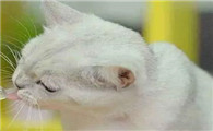 猫雾化后为什么要停留呢