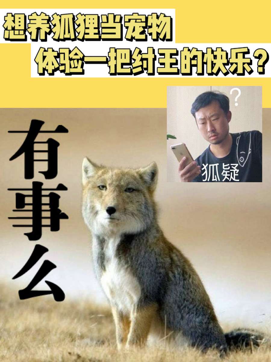 想养狐狸当宠物，体验一把纣王的快乐？