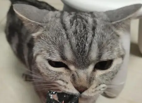 派地奥猫条怎么样? 派地奥猫条怎么样?