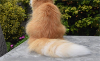 猫咪尾巴为什么很大呢