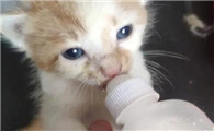 猫为什么吃奶时候喘