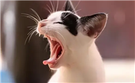 猫咪为什么老是要叫唤呢