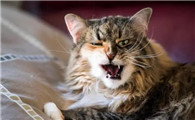 猫咪半夜开始到处叫为什么呢