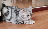 猫咪为什么抓地板和墙壁啊