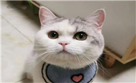 猫咪为什么晚上吵架叫啊