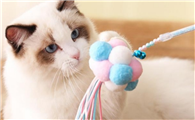 猫咪半夜为什么会踩奶呢
