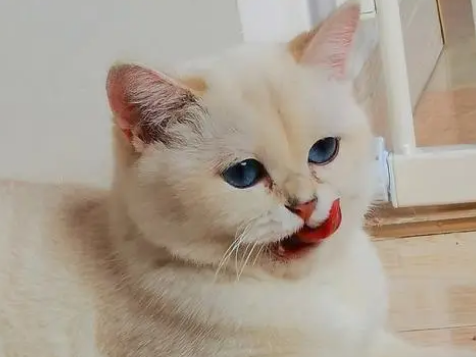 金点猫的特征有哪些？不妨来看看吧