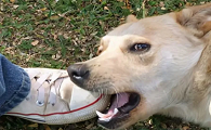 为什么不让狗狗咬脚