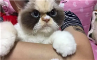 小猫咪的骨头有多少啊