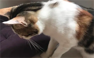 为什么会被猫咪抓伤皮肤呢