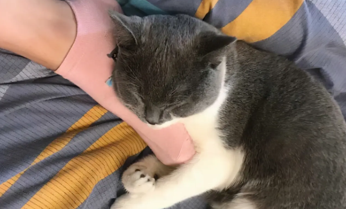 为什么英短猫咪爱睡觉
