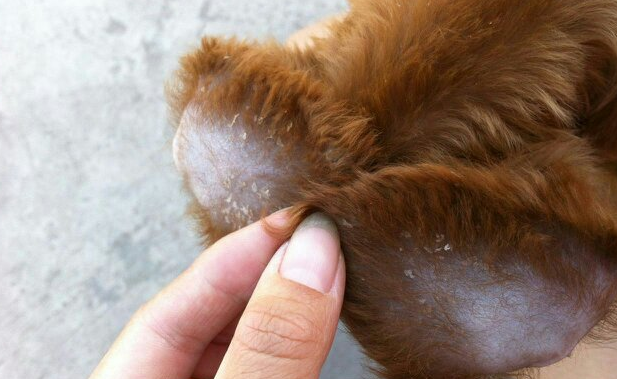 泰迪狗狗身上有皮屑是什么原因