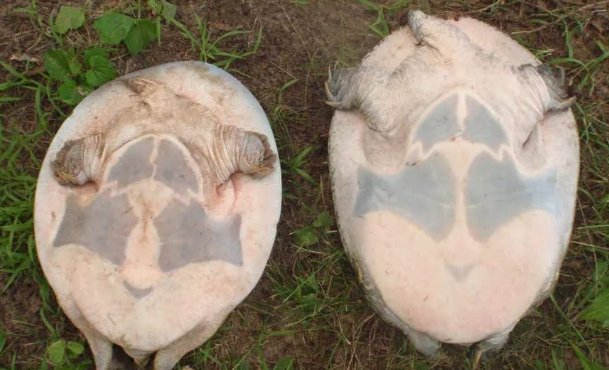 美国鳖——北美体型最小的鳖类 美国鳖——北美体型最小的鳖类