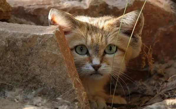 沙丘猫能当宠物吗