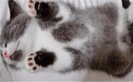 猫在农村丢了怎么找回来