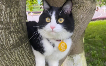 奶牛猫为什么爱咬人