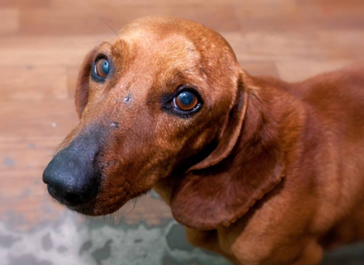 一文详解：汉诺威猎犬有什么特征？
