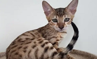 萨凡纳猫吃什么