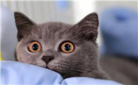猫为什么对我叫得大声呢