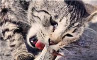 猫为什么吃了鳕鱼会吐