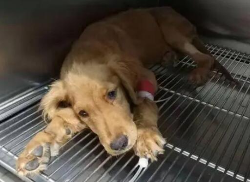 养犬的您知道犬细小病毒病吗? 养犬的您知道犬细小病毒病吗?