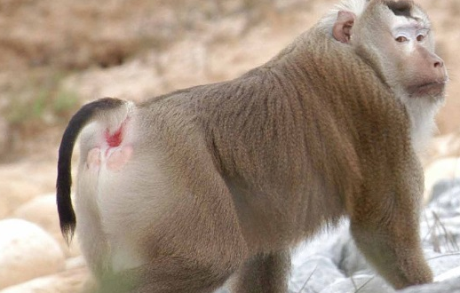 北方豚尾猕猴是什么动物呢?不妨来看看吧 北方豚尾猕猴是什么动物呢?不妨来看看吧