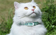 为什么驱虫项圈猫咪不能带呢