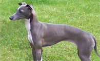格力犬和灵提犬哪个快