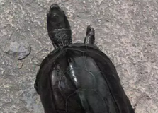 养墨龟有哪些讲究?墨龟是公草龟,什么时候开始墨化? 养墨龟有哪些讲究?墨龟是公草龟,什么时候开始墨化?