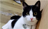 乌云盖雪猫认主人吗