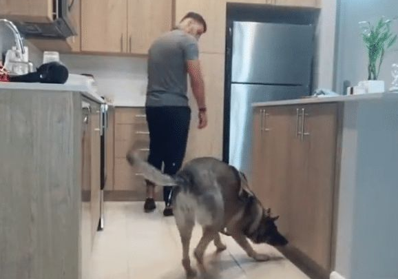 搜爆犬退役后闲不住,主人买来“弹药” 搜爆犬退役后闲不住,主人买来“弹药”
