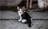 猫喜欢放在室外不