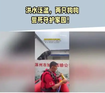 大狗洪水中仍看家,救援人员无法靠近,只好留下食物和水离开 大狗洪水中仍看家,救援人员无法靠近,只好留下食物和水离开