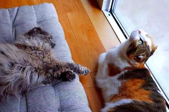 三花猫风水上的说法 三花猫风水上的说法