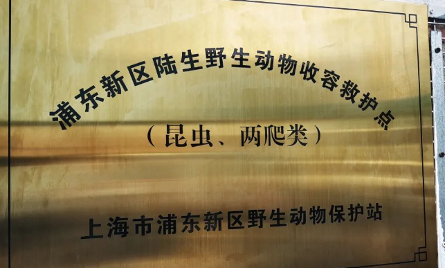 “流浪”爬宠们有新家了!上海首个区级专业陆生野生动物收容救护点启用 “流浪”爬宠们有新家了!上海首个区级专业陆生野生动物收容救护点启用