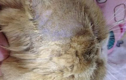 加菲猫得了猫癣怎么治