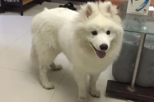 萨摩耶几个月开始猛长身高了