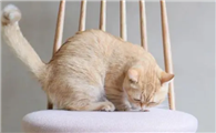 猫咪为什么喜欢舔凳子啊