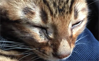 猫咪脸为什么发黑了呢